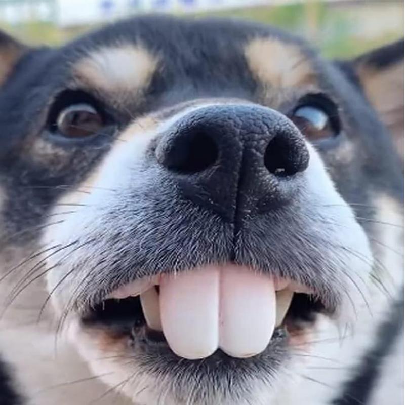 Pet CorgiDog False Teeth Toy R - огляд і ціна 3D Printing Tooth