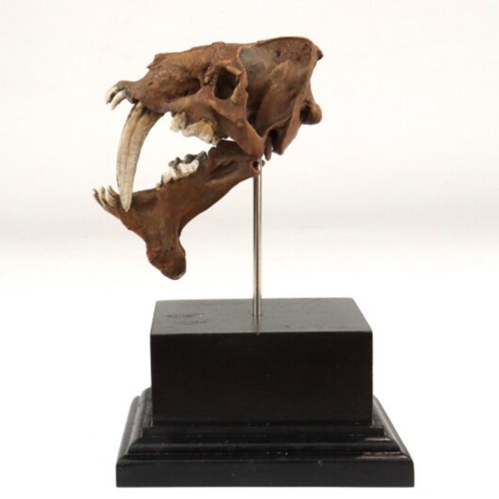 Smilodon Skull Model 3D Printe - огляд і ціна 3D Printing Tooth
