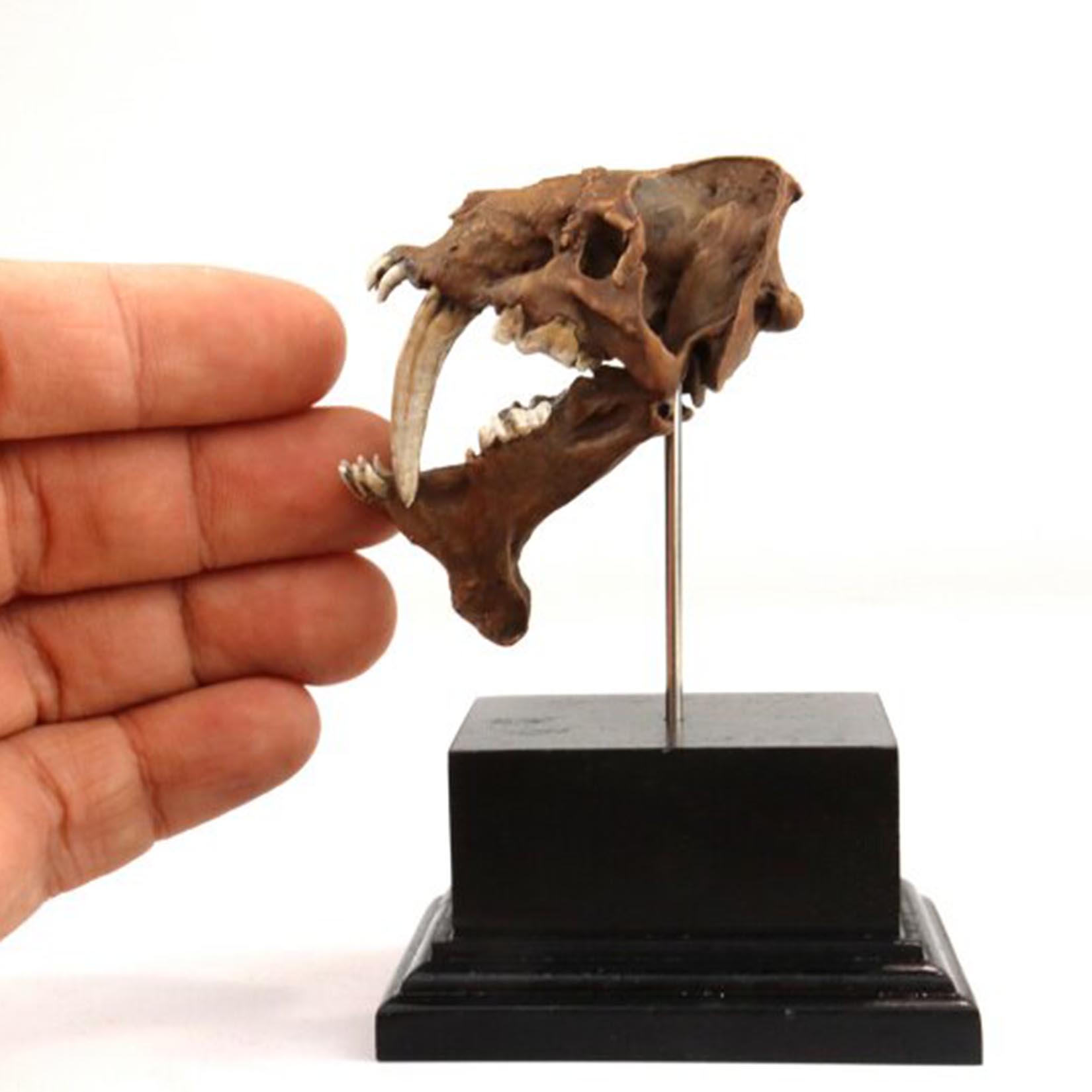 Smilodon Skull Model 3D Printe - огляд і ціна 3D Printing Tooth