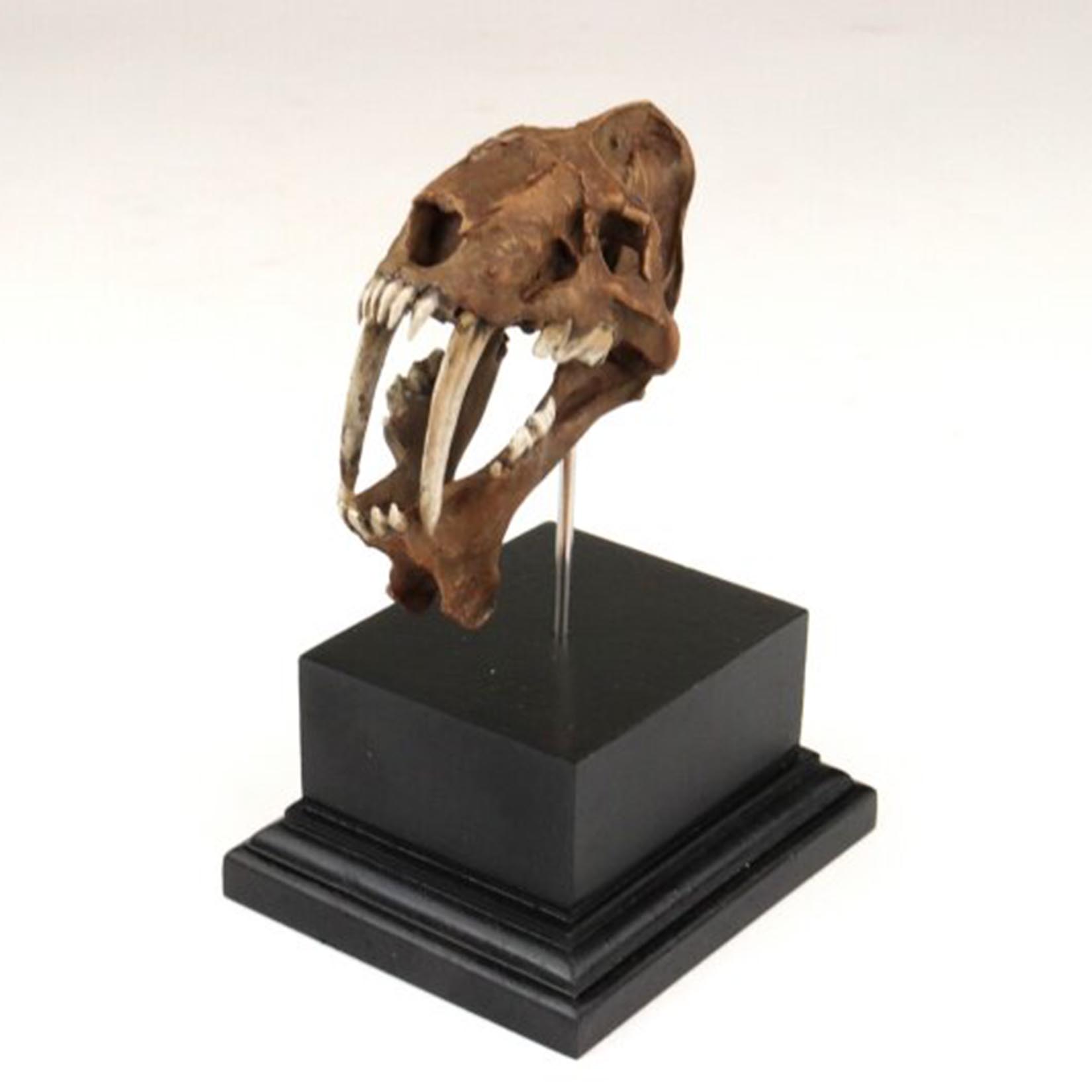 Smilodon Skull Model 3D Printe - огляд і ціна 3D Printing Tooth